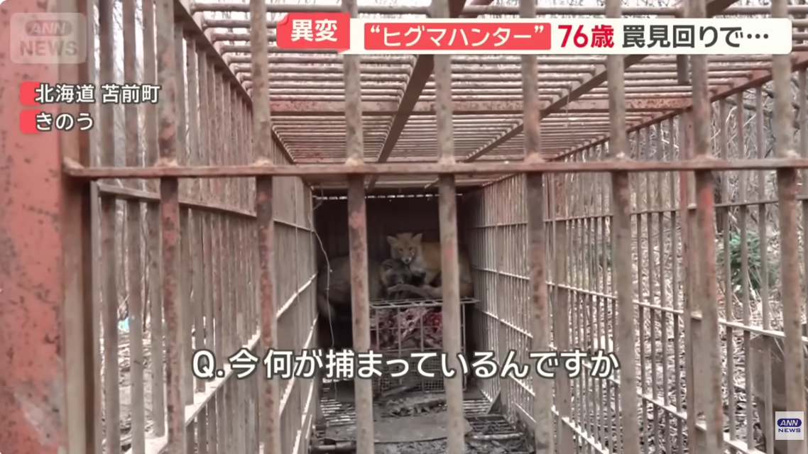 クマ用の箱罠にかかったタヌキとキツネ、罠の中で寄り添い合う→解放しようとしたら…性格の違いに「これでこそタヌキ」の声