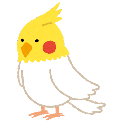 【実はオウム】オカメインコ【チークがお洒落】