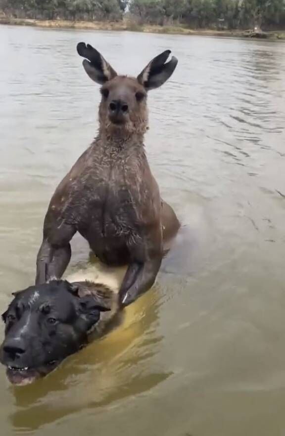 愛犬を溺死させようとする「怪物カンガルー」の衝撃...飼い主との「真っ向勝負」映像が話題に