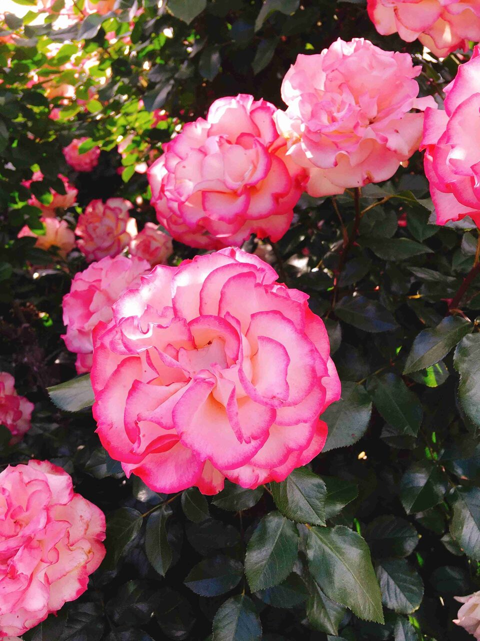 人の結婚式中での結婚報告はアリ？