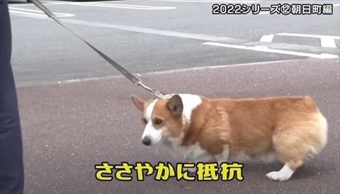 「コオロギ憎けりゃ太郎まで…」別に悪いことしているわけでもないのに敷島製パン「コオロギ粉末入りパン」を大炎上させた”日本人の空気感”