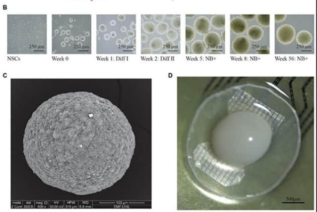 ヒトの細胞を培養して作ったミニ脳を16個つなげて”生きたコンピュータ"を開発