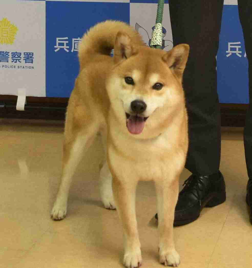犬の「てりたま」、深夜の散歩でお手柄　溝に落ちた高齢男性発見