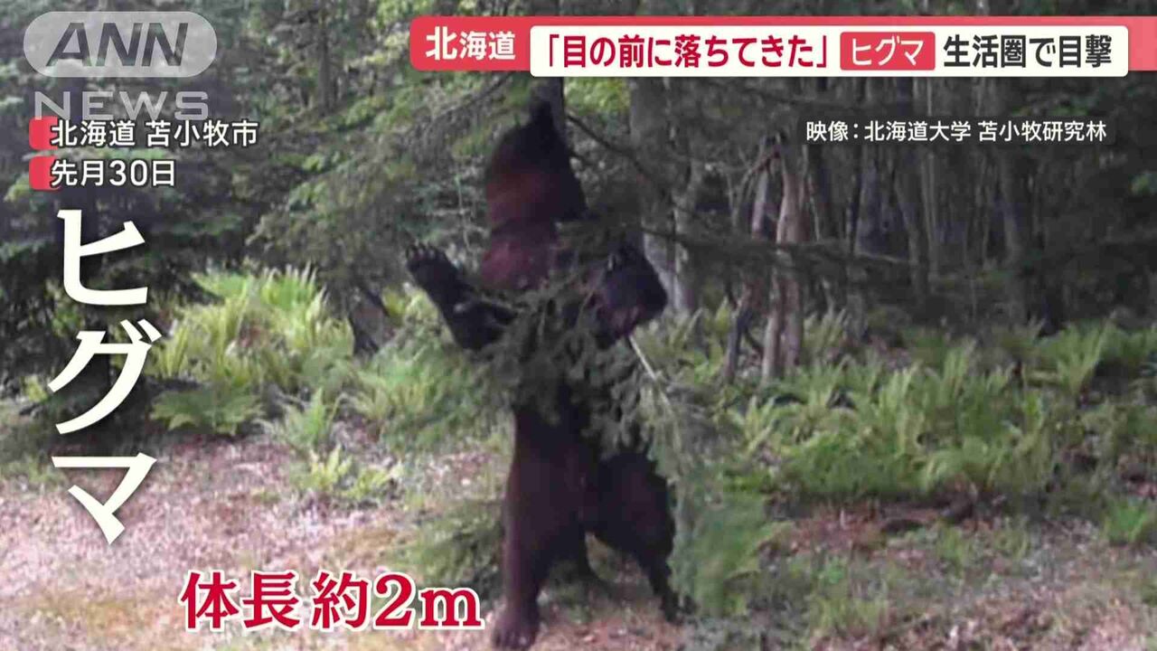 「馬鹿にしているのか」ヒグマ駆除　町と猟友会が交渉決裂「高校生のバイト以下」