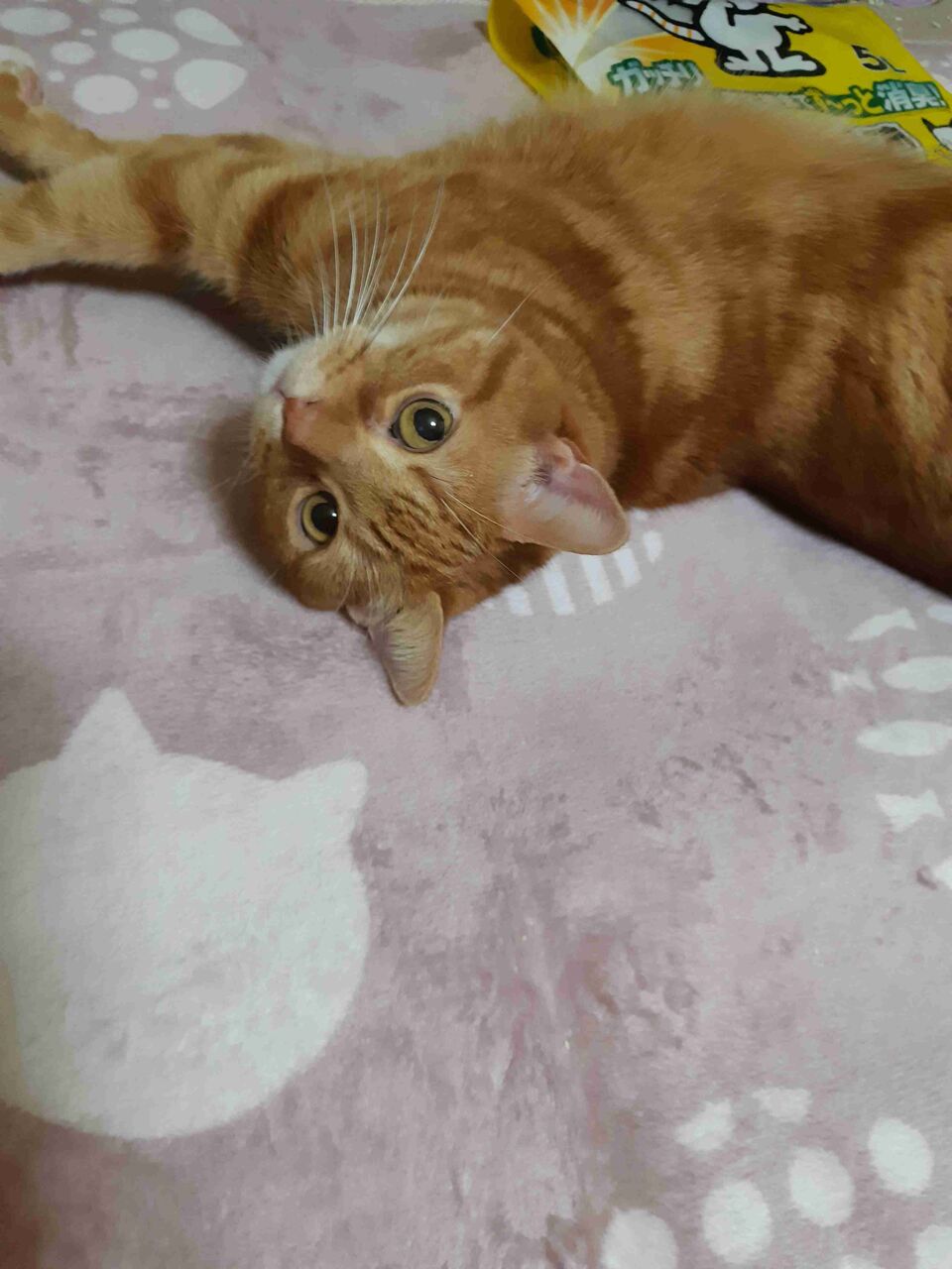 茶トラくん、LOVE