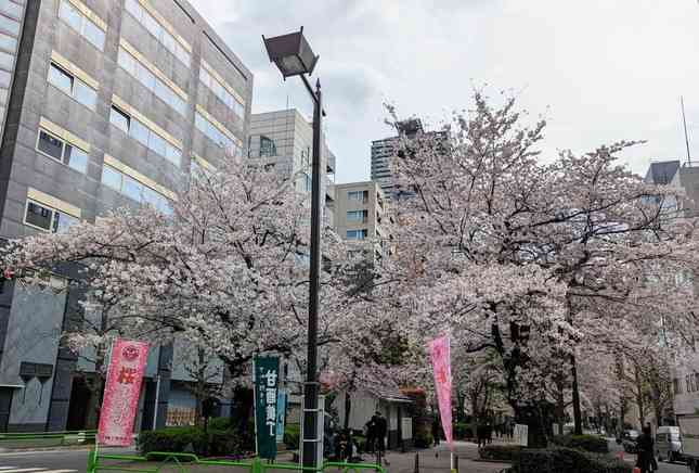 花見の名所で1週間前から「場所取り」...大手企業に批判　広報が事実認め謝罪「配慮に欠けた」