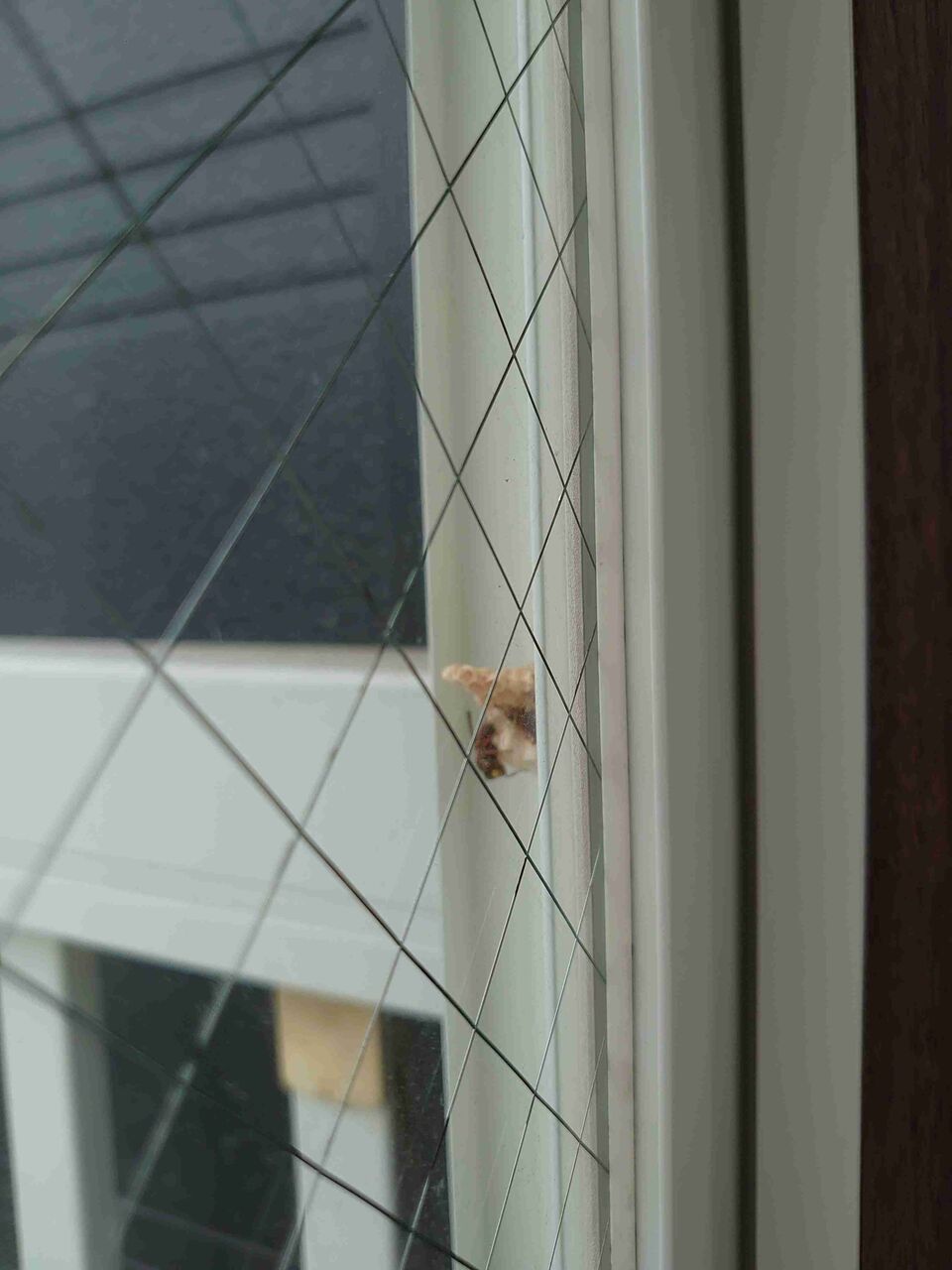 至急！！ハチが巣作りしてる