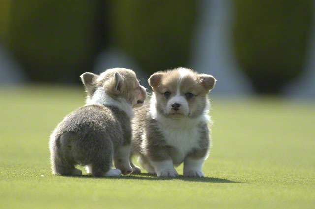 「期待しなければいい」という考え方について