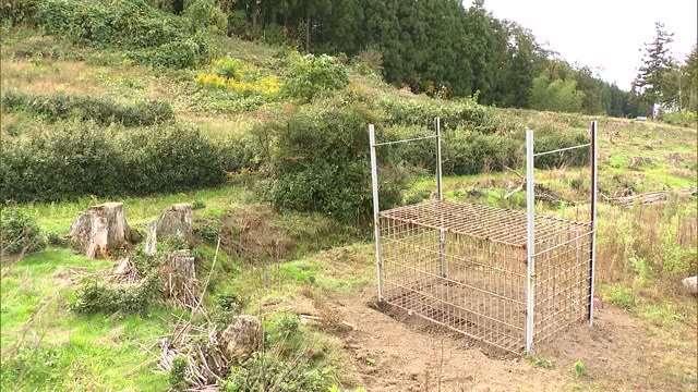 子グマ2頭がかかった罠の近くに母グマが!?　罠を見に行った40代男性が襲われる　口の中にクマの爪が…