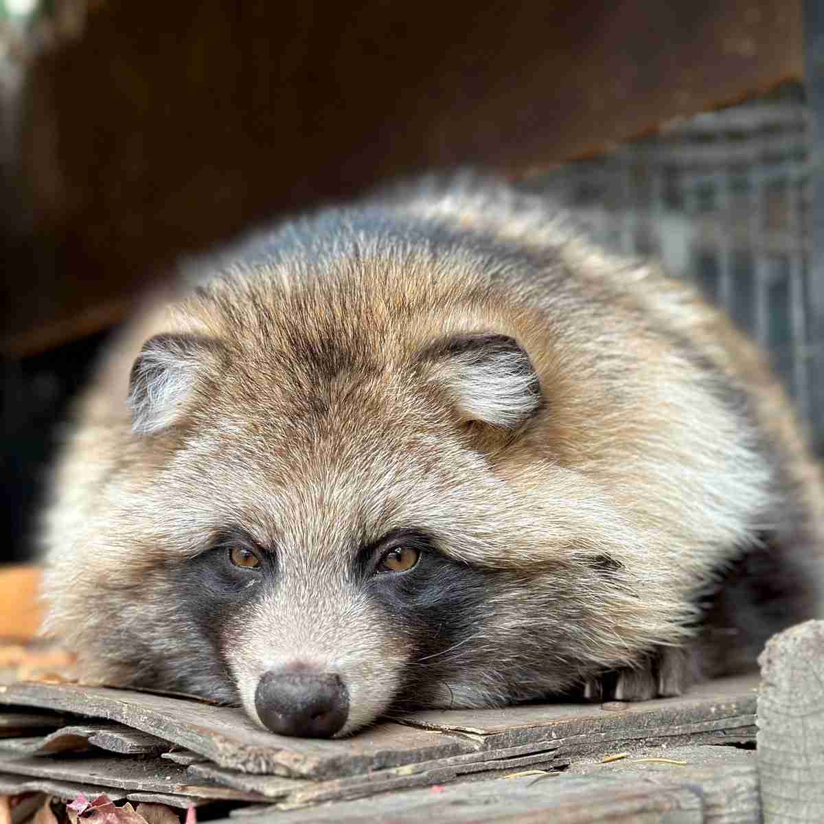 うちの畑にたぬきとアライグマが出たんだけど、たぬきの食事作法が「1個を大事に食べきってから他に手を伸ばす」だったので許した→行動の違いが気になる