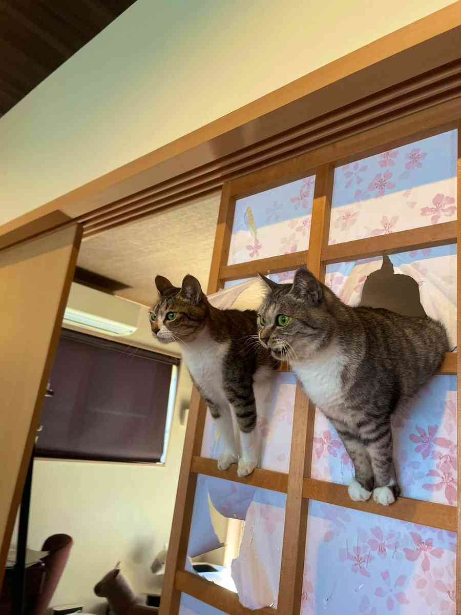 猫2匹、高級な障子紙を豪快に突き破る。やる気のみなぎった表情に「笑いが止まらない」人が続出