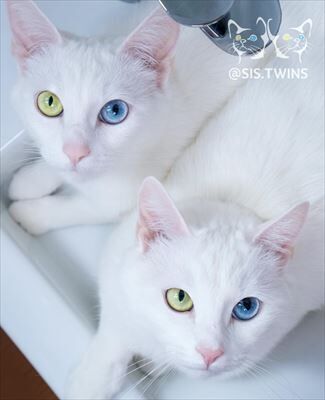 自分にとって中二病がうずくもの