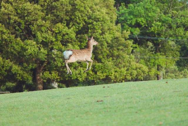 コラかと思ったらそうじゃなかった画像