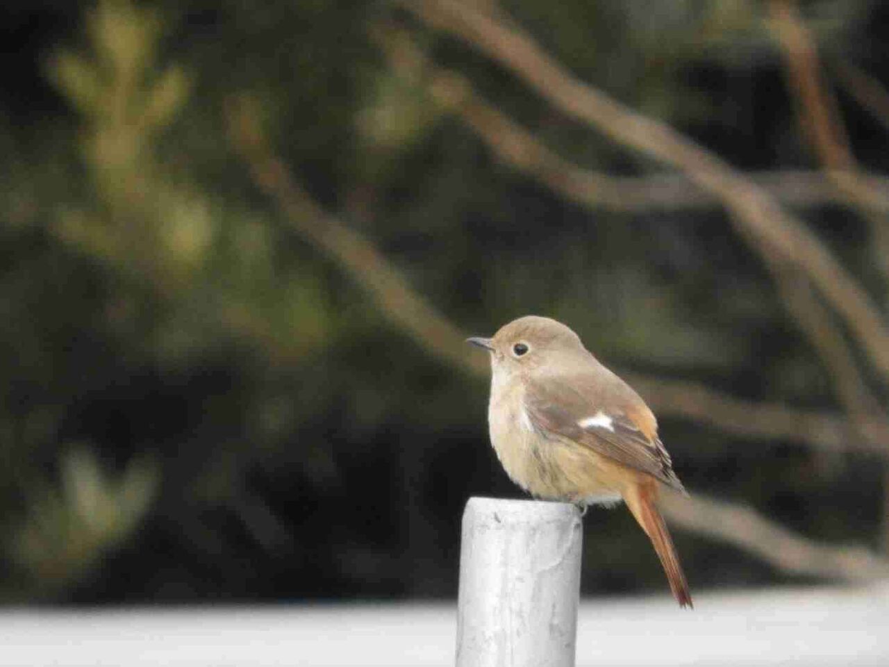 【画像】小さくて可愛い生きもの