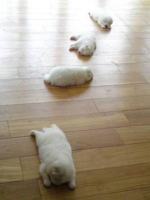 かわいい画像をひたすら貼っていくトピ