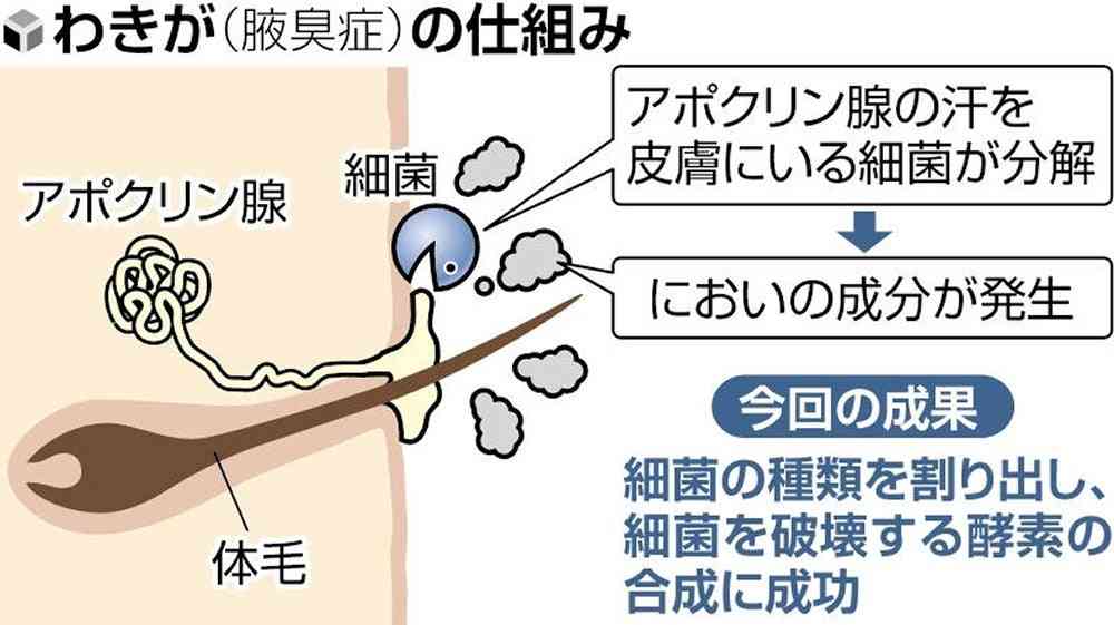「わきが」原因の細菌特定、においの原因菌だけ破壊する酵素の合成にも成功