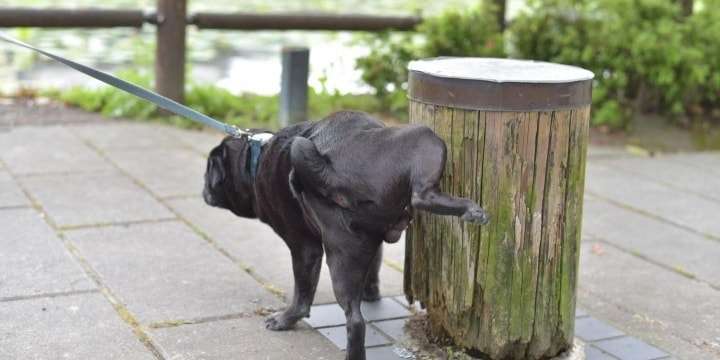 犬の散歩時のオシッコ処理問題