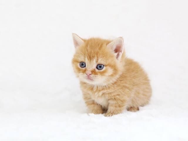 一人暮らしのペット事情