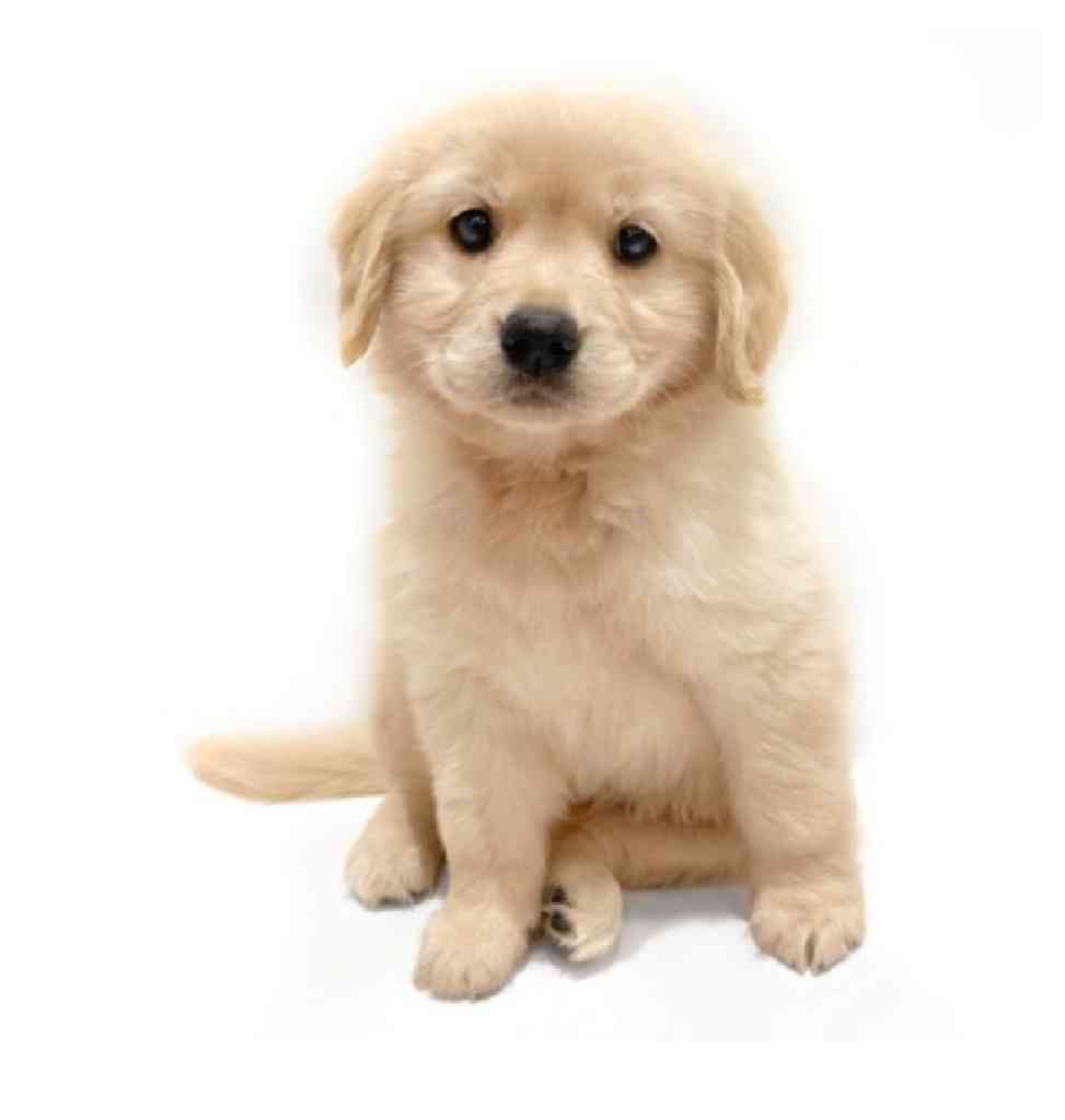 ワンコっていいよな〜