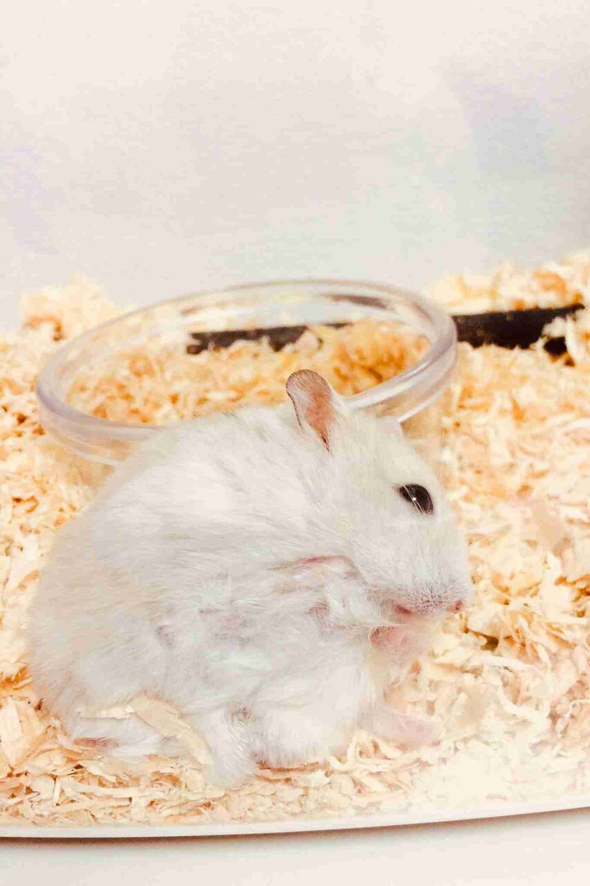 【人間以外】ペット自慢していってください【グロ厳禁】