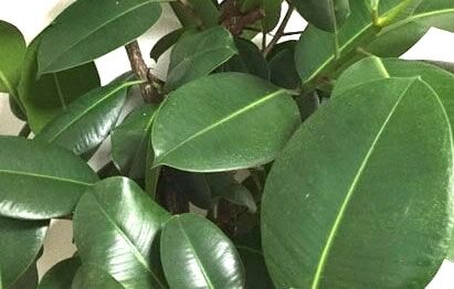 家にあるもので一番いらないものは？