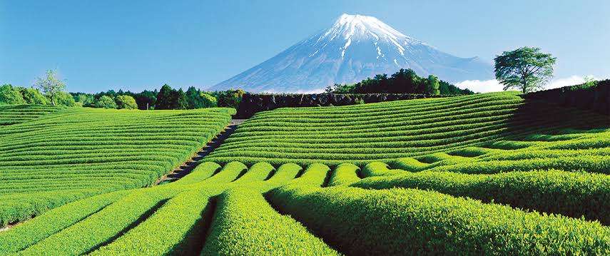 静岡県について知っていること