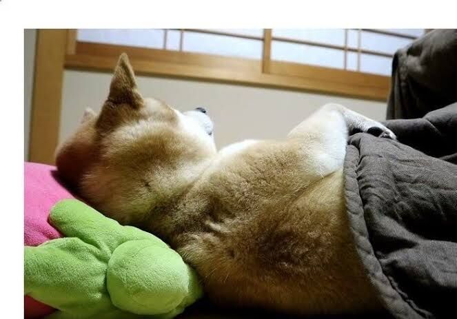 「幸せ！」と思える画像ください【画像トピ】