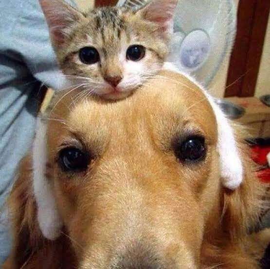 仲良さそうな画像トピ