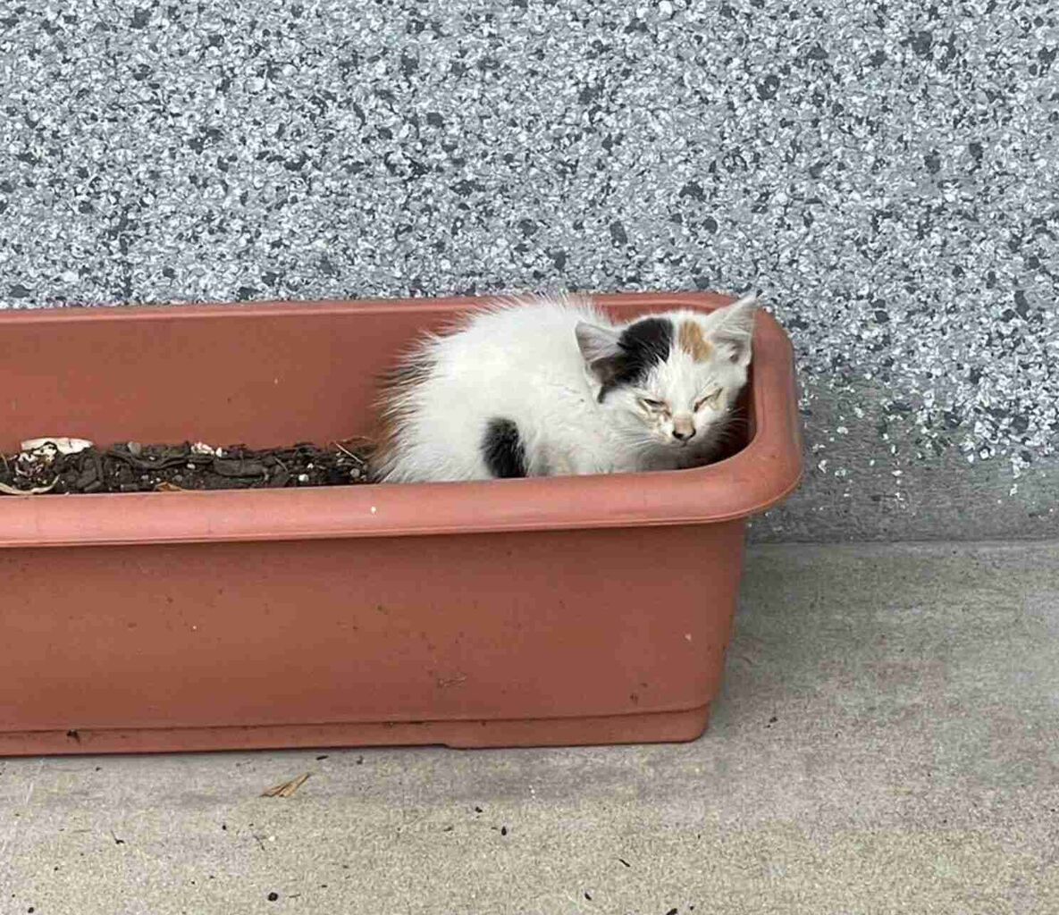 実家の敷地で衰弱していた生後推定1カ月の子猫を保護→1年が経過し、見違えるほど“美猫”へと成長