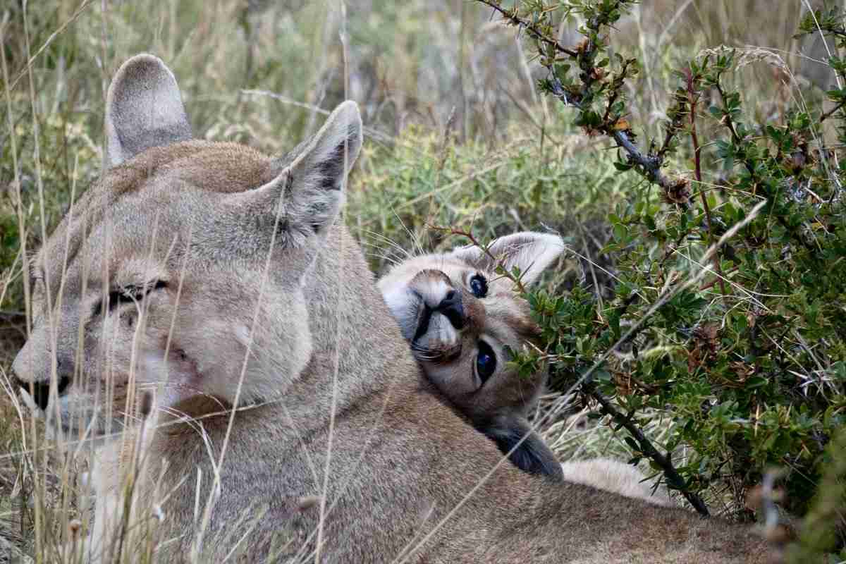 写真家・岩合光昭さん、パタゴニアでピューマを撮影する際に現地ガイドに怒られまくったと投稿→批判の声が集まり、謝罪する事態に