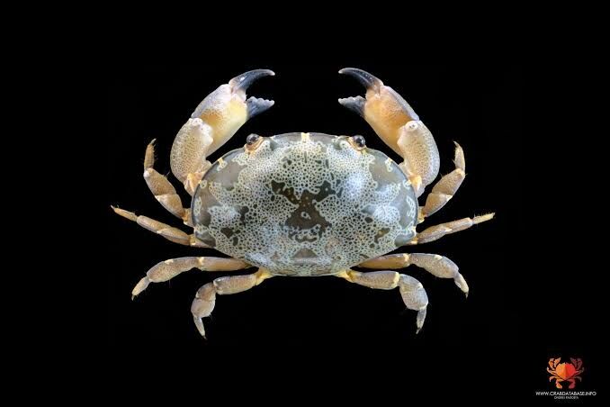 実際にいる面白い名前の生き物