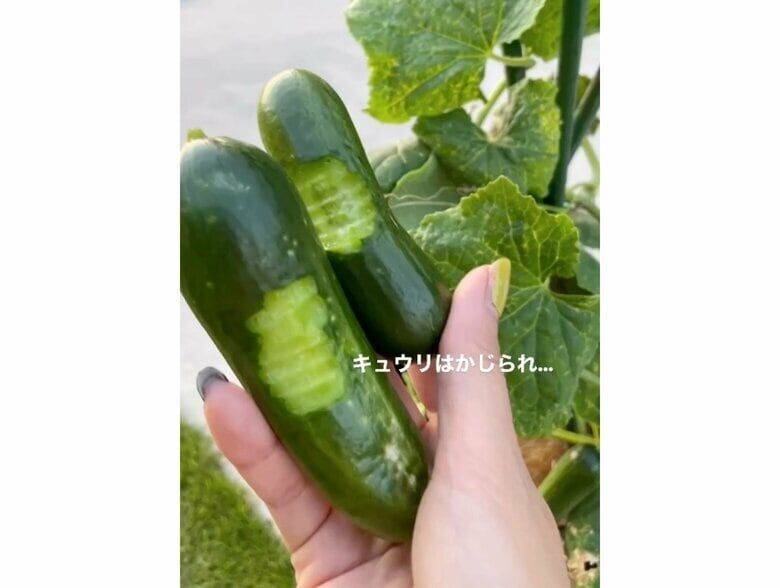 「1日でいいから穏やかに過ごして」母親の3歳男児への“やめろや”に共感の声…他のエピソードも仰天の連続だった