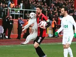 乱入した動物達