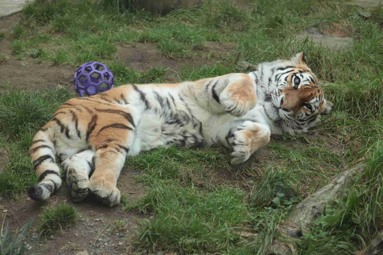 猛獣のかわいい画像が見たい