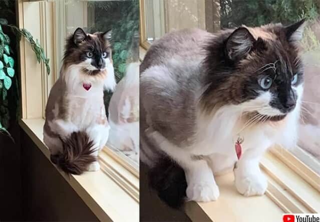 愛猫が忘れられない女性、2度の失敗を経てついにクローン猫が双子で誕生