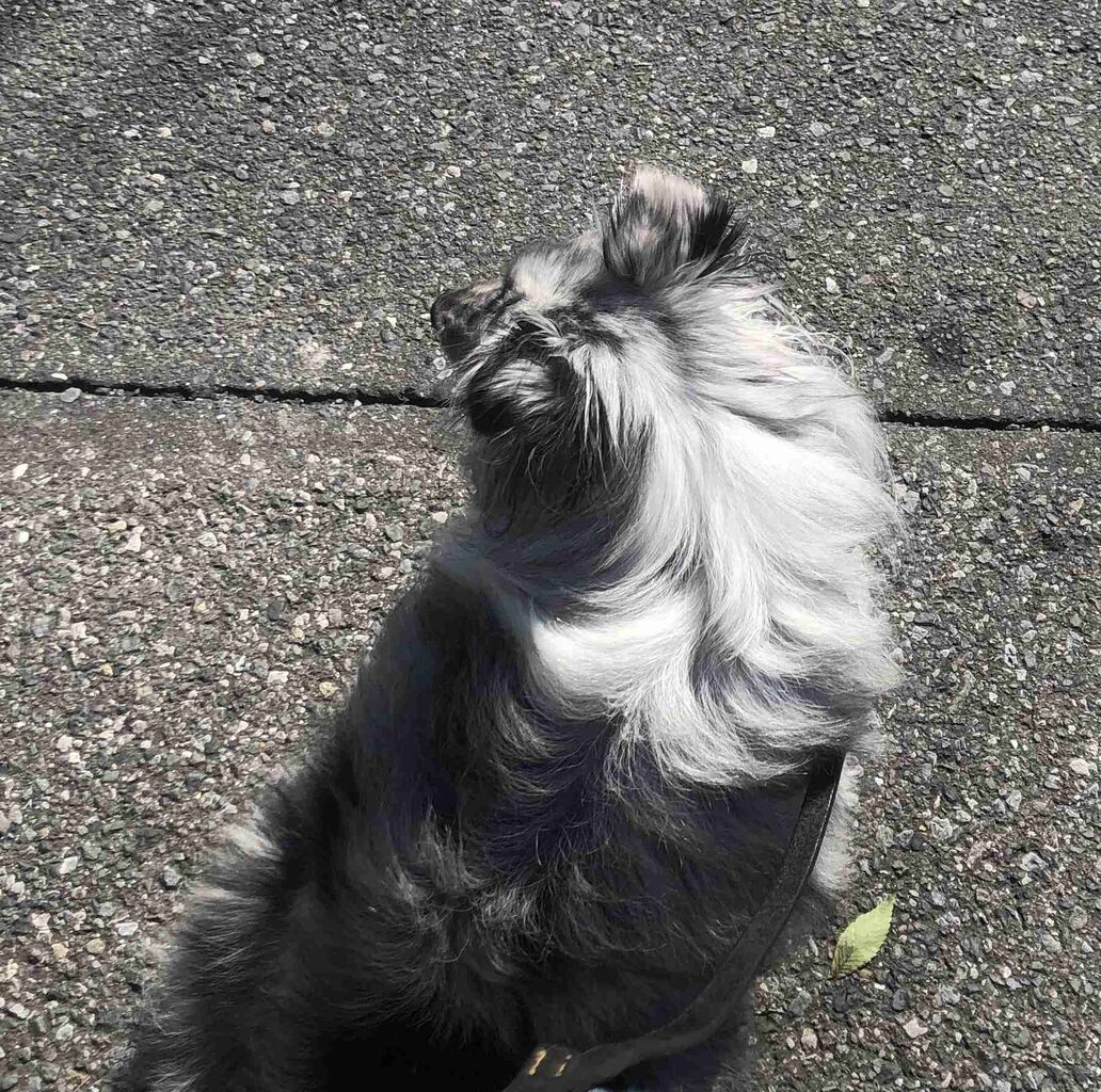 【画像】ペット自慢をして欲しい【画像は虫以外※ごめんなさい】