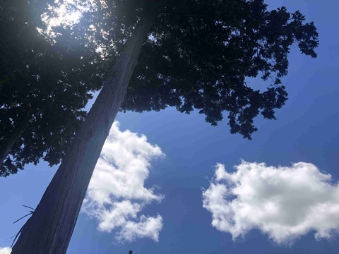 ダイエットに効くといわれる商品買ったけど痩せなかった方いますか？