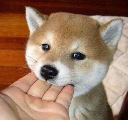 色んな日本犬が見たい