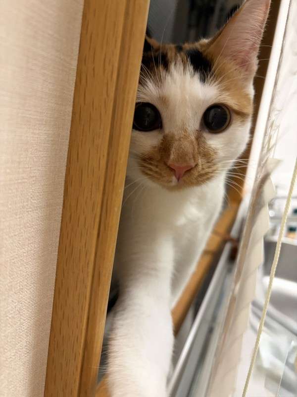 天皇ご一家、新たな保護猫の写真を初公開　名前は「美海」　宮内庁