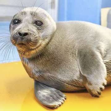 BMI30以上の夏服・水着（相談・雑誌トピ）