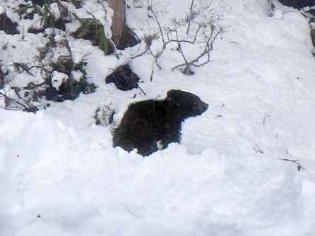 〝こたつクマ〟殺処分せずに人気のない山に放つ　福島・喜多方市「現場の判断」