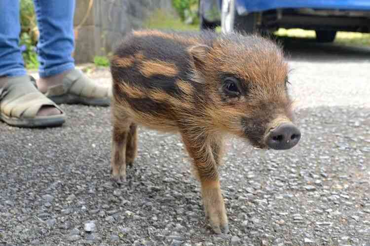 リアルで見たことないもの