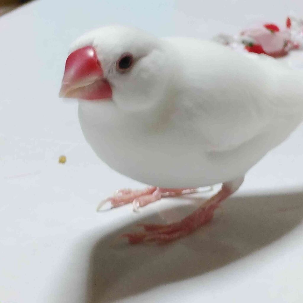 ペットにやめて欲しい事