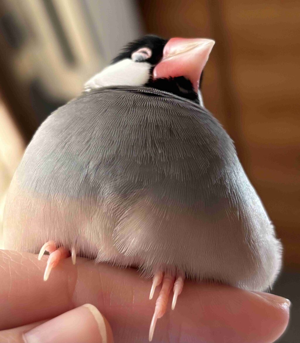 ムチムチの動物がみたい