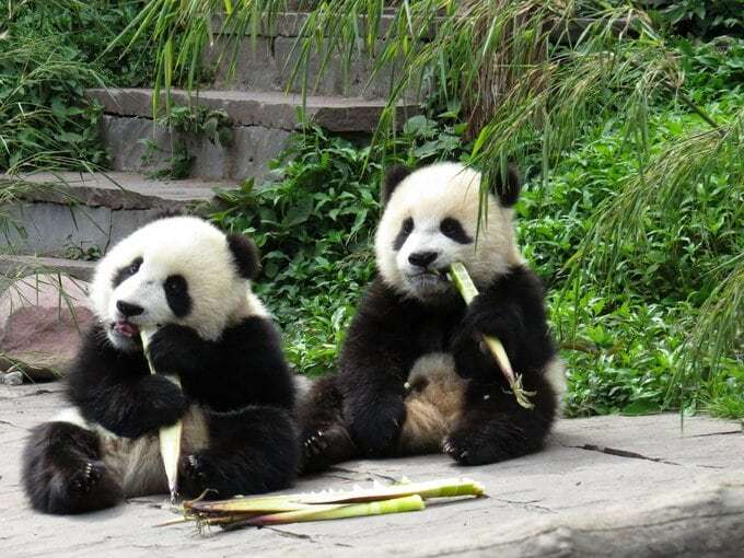 中国の「パンダ外交」、2頭がアトランタへ-訪米中の習近平氏が発表