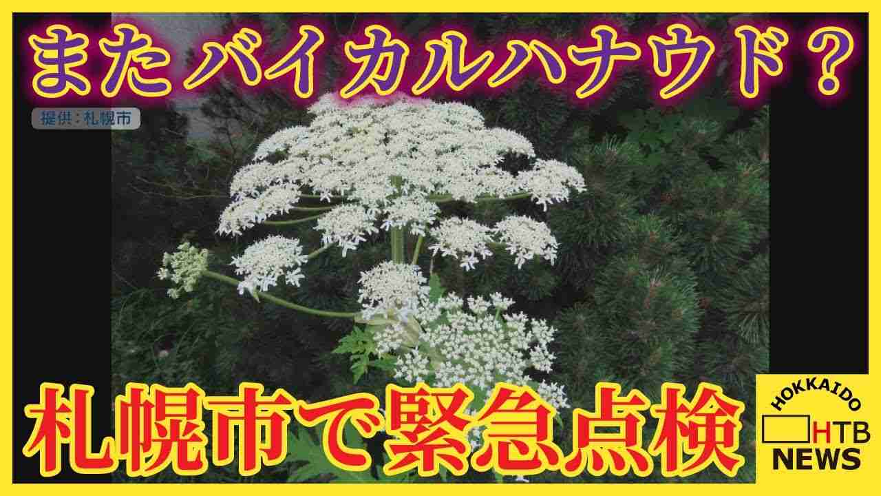 見つけても触らないで！　またバイカルハナウドとみられる植物が見つかる　札幌市が緊急点検