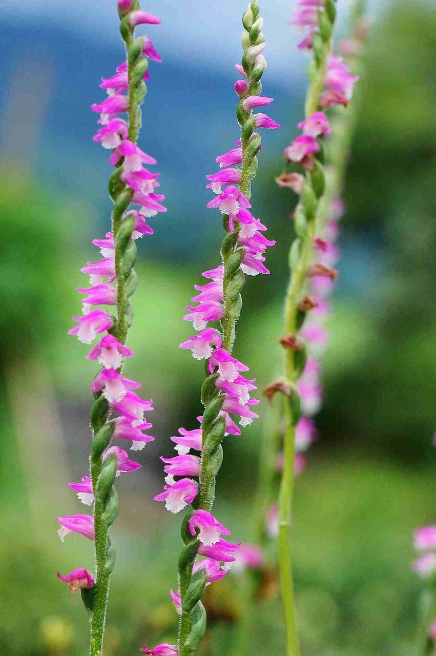 地味に好きな雑草