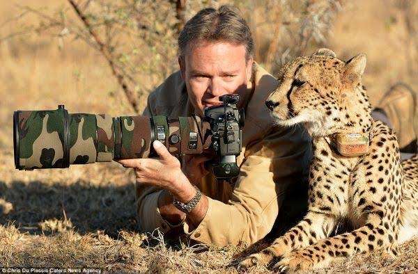 チーターの可愛さを語りましょう