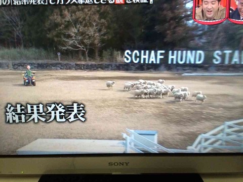 浜田雅功の 結果発表 でカラス撃退できる説がおもしろすぎ がーるずレポート 浜田雅功の 結果発表 でカラス撃退できる説がおもしろすぎ がーるずレポート
