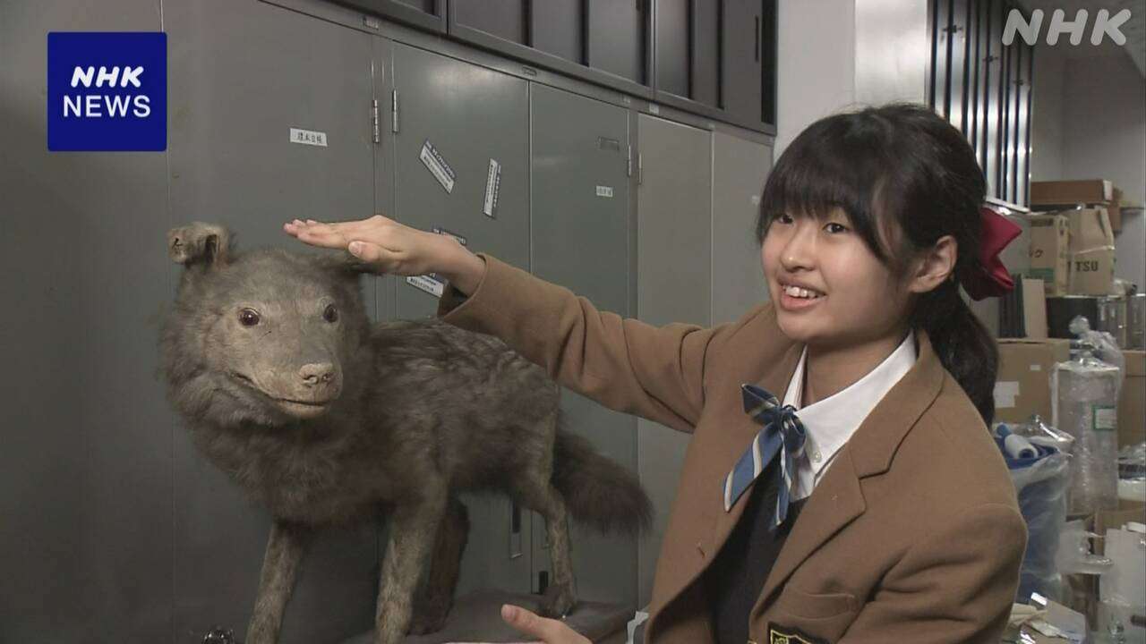 はく製は絶滅したニホンオオカミか 気づいたのは都内の中学生